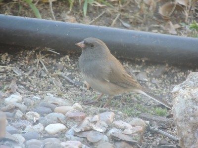 DSCN5474.JPG