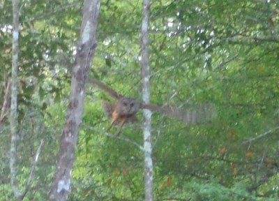 Barred Owl