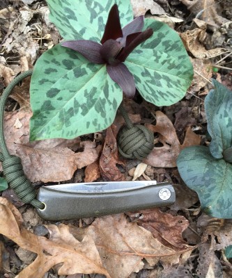 Toadshade trillium