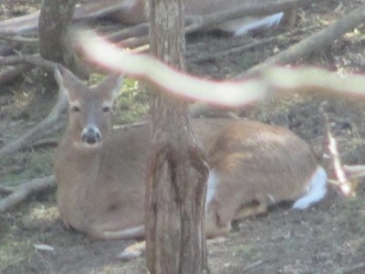 IMG_4949.JPG