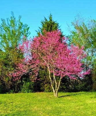 Redbud