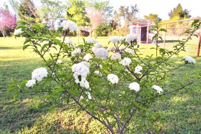 Rusty Blackhawk Viburnum