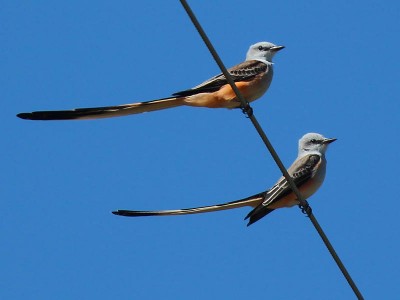 Scissortail Flycatcher