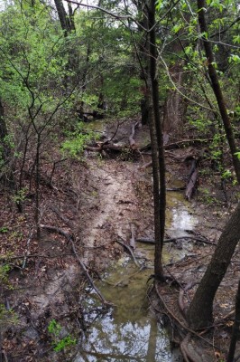 Game trail alongside the creek
