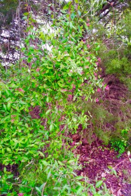 Coral Honeysuckke