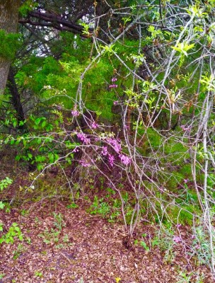 Redbud tree