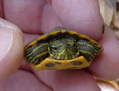 Turtle