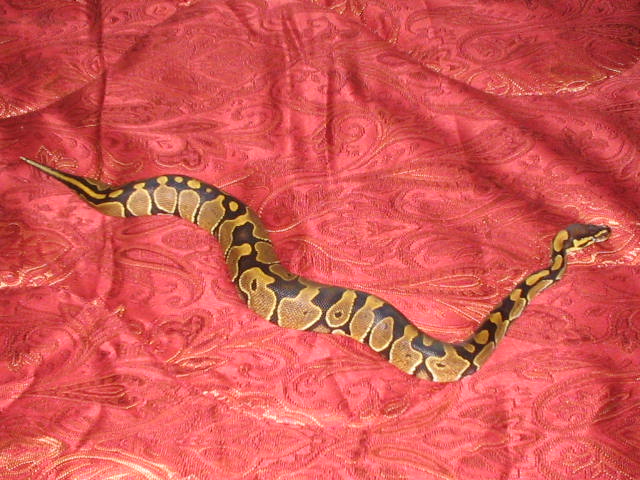 Zeke