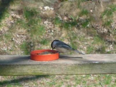 chickadee