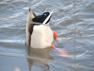 DSCN1654.JPG