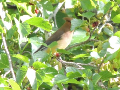DSCN0650.JPG