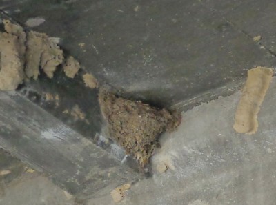 Swallow nest and dirt dauber nests