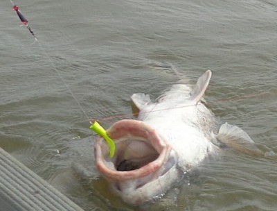 Black Drum and Gulp