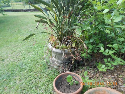 Bird of Paradise plant where nest was discovered