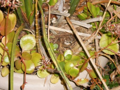 Wren setting on the eggs