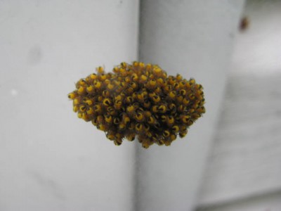 Spiders7.jpg