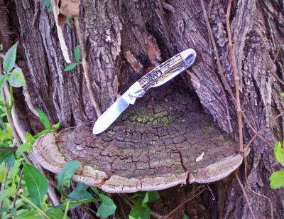 Fungus & Driftwood.JPG