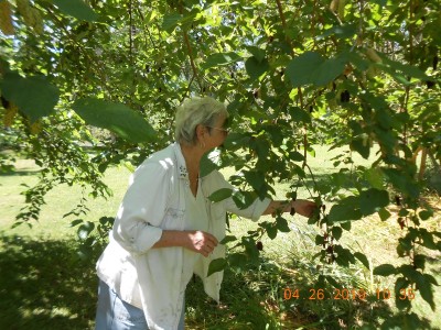 Miss Joy enjoying the Mulberries.