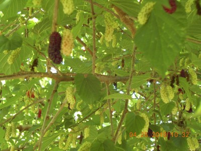 Different stages of maturity, looks like there will be fruit for a while.