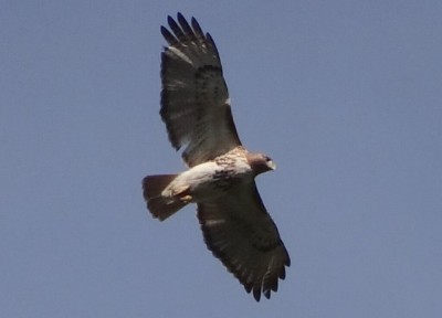 Red Tail Hawk