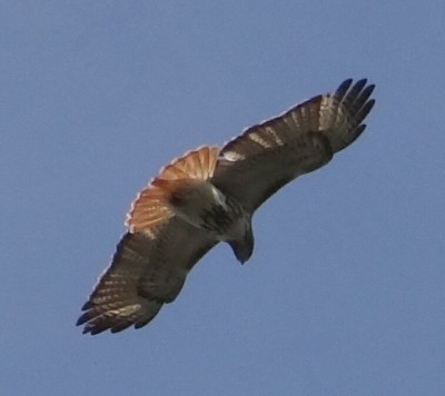 Red Tail Hawk