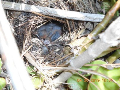 Hope the barn cats don't find this nest.