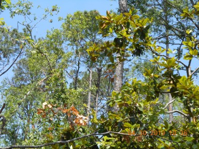 There is a hawk sitting on a pile of sticks in the fork of a tall Pine out in a Pine swamp.