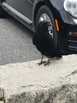 Crow .jpg