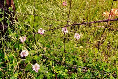 Prairie Verbena