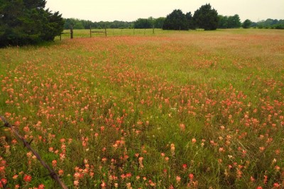 Indian Paintbrush