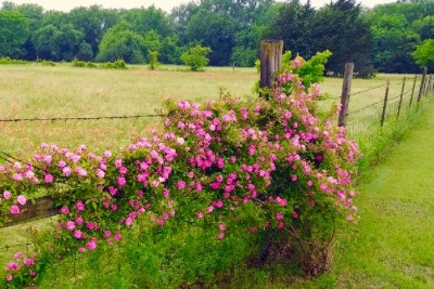 Wild rose