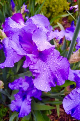 Iris
