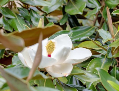 Magnolia