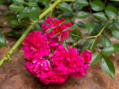 Rose Blossom #02 cropped.jpg