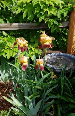 20190503_142731.jpg