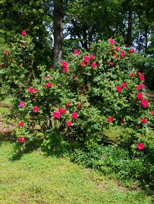 20190503_142845.jpg