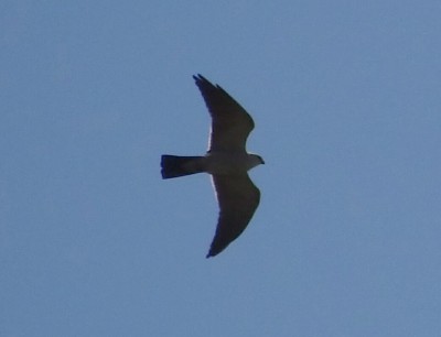 Mississippi Kite