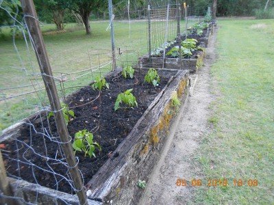 Peppers, squash, cucumbers and a few pole beans