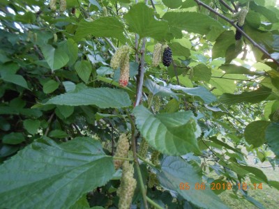 Mulberries are still producing