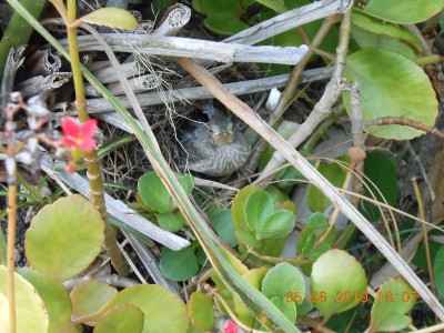 Today May 6th, looks like they are about feathered out