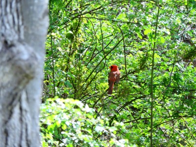 Cardinal