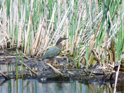 Green Heron?? -- With Turtles