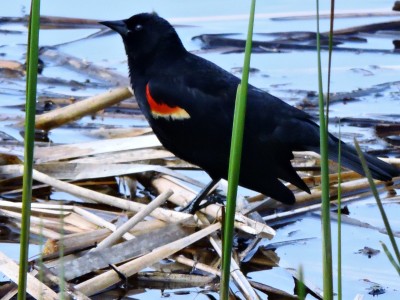 Red Wing Black Bird