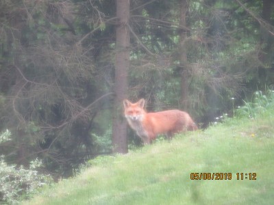 Red Fox in backyard 8 May 2019.JPG