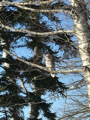 barredowl.2..jpg