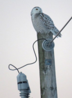 snowy021919.jpg