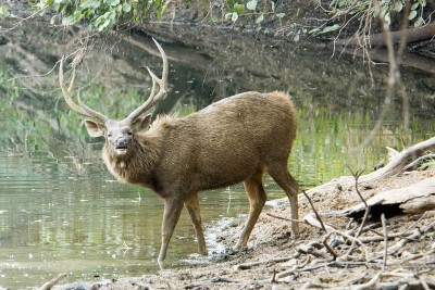 sambardeer2.jpg
