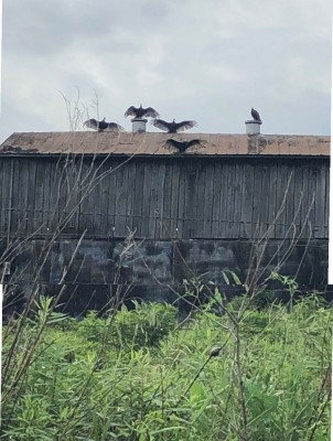 Turkey Vultures .jpg
