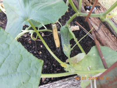 Market More cukes for lime pickles and salads.  Growing them on a trellis made from cattle panels for the 1st time.