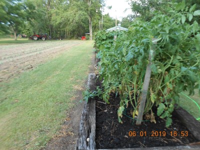 The tomatoes were vertical before this afternoon's little storm.